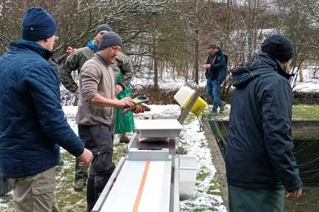 PIT-Tag bei Forellenbesatz